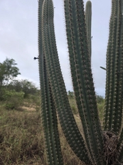 Pilosocereus catingicola (Pilosocereus catingicola)