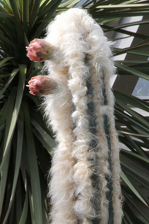 Pilosocereus leucocephalus: Pilosocereus leucocephalus