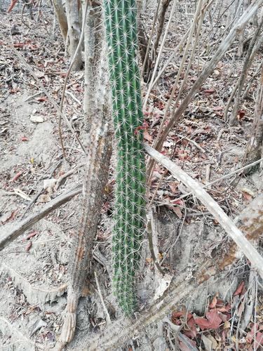 Pilosocereus leucocephalus (Pilosocereus leucocephalus)