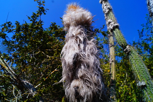 Pilosocereus leucocephalus (Pilosocereus leucocephalus)