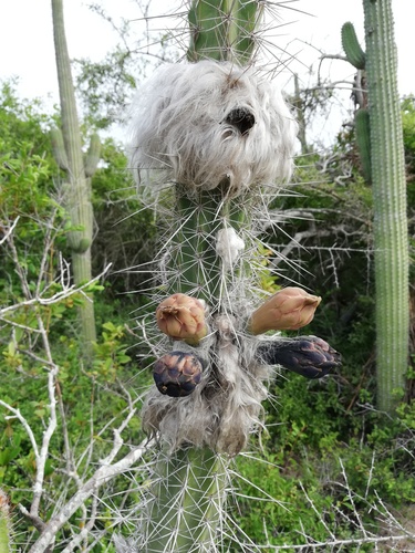 Pilosocereus leucocephalus (Pilosocereus leucocephalus)