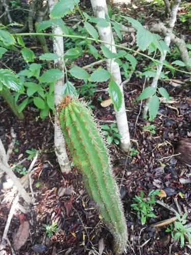 Pilosocereus leucocephalus (Pilosocereus leucocephalus)