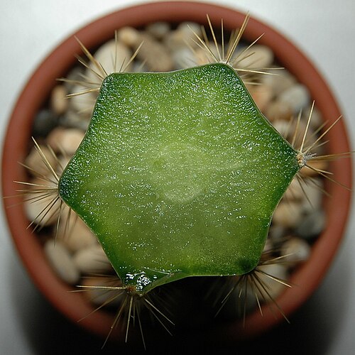 Pilosocereus pachycladus: Pilosocereus azureus after striking. The wound is fresh.