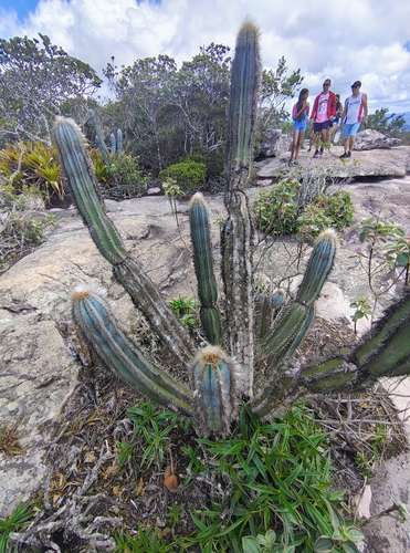 Pilosocereus pachycladus (Pilosocereus pachycladus)