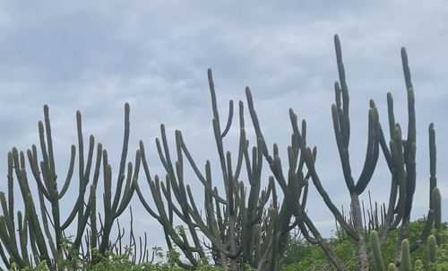 Pilosocereus pachycladus (Pilosocereus pachycladus)