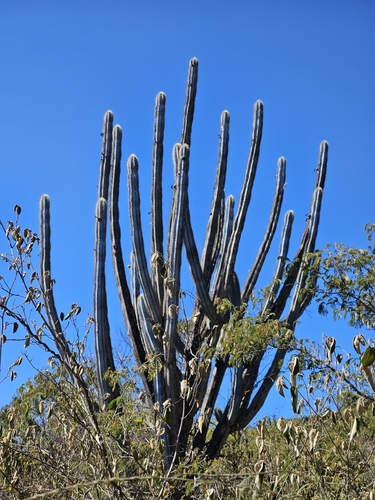 Pilosocereus pachycladus (Pilosocereus pachycladus)