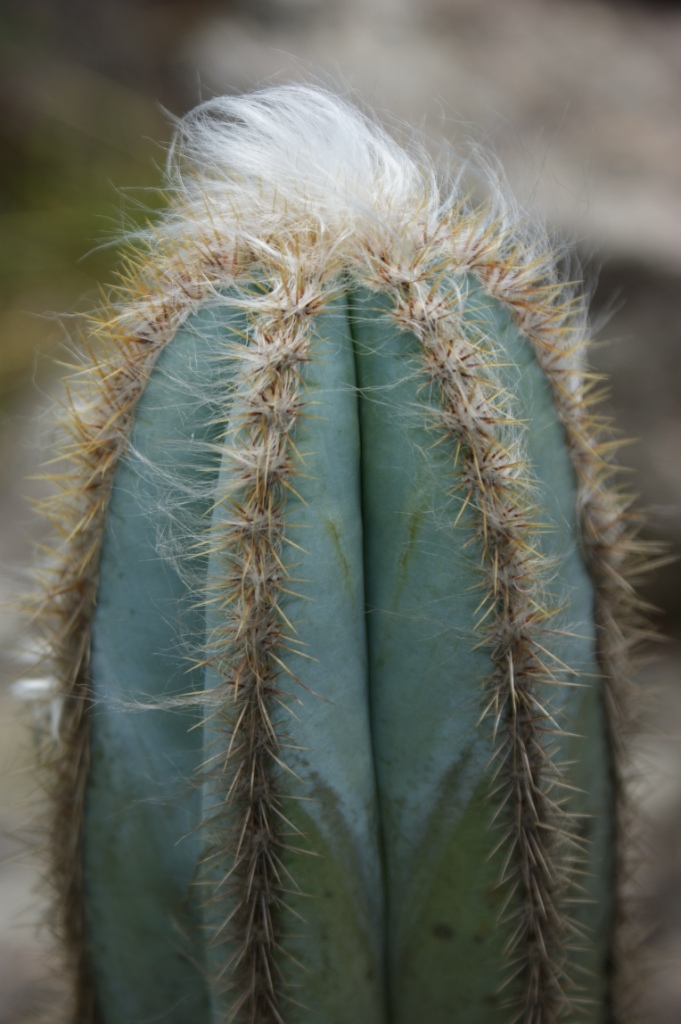 Pilosocereus pachycladus: Pilosocereus pachycladus - CACTACEAE - Chapada Diamantina. Parque Natural Municipal Morro do Pai Inácio - Palmeiras - Bahia - Brasil.