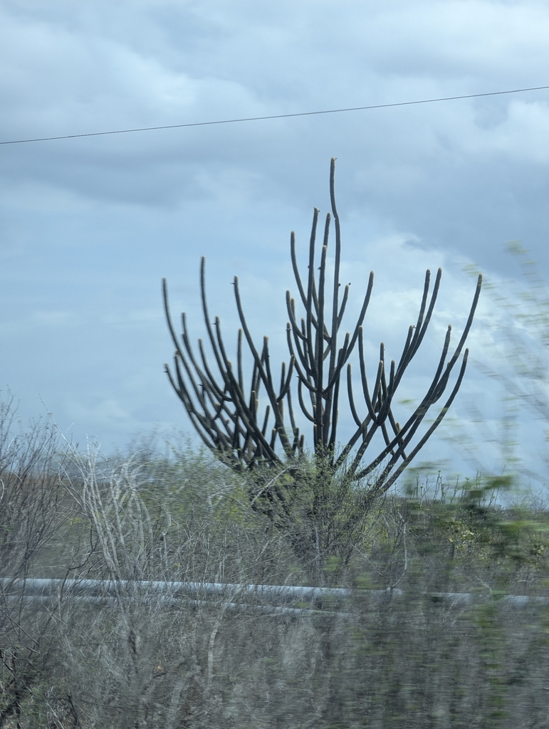 Pilosocereus pachycladus (Pilosocereus pachycladus)
