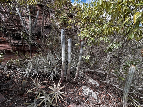 Pilosocereus pachycladus (Pilosocereus pachycladus)
