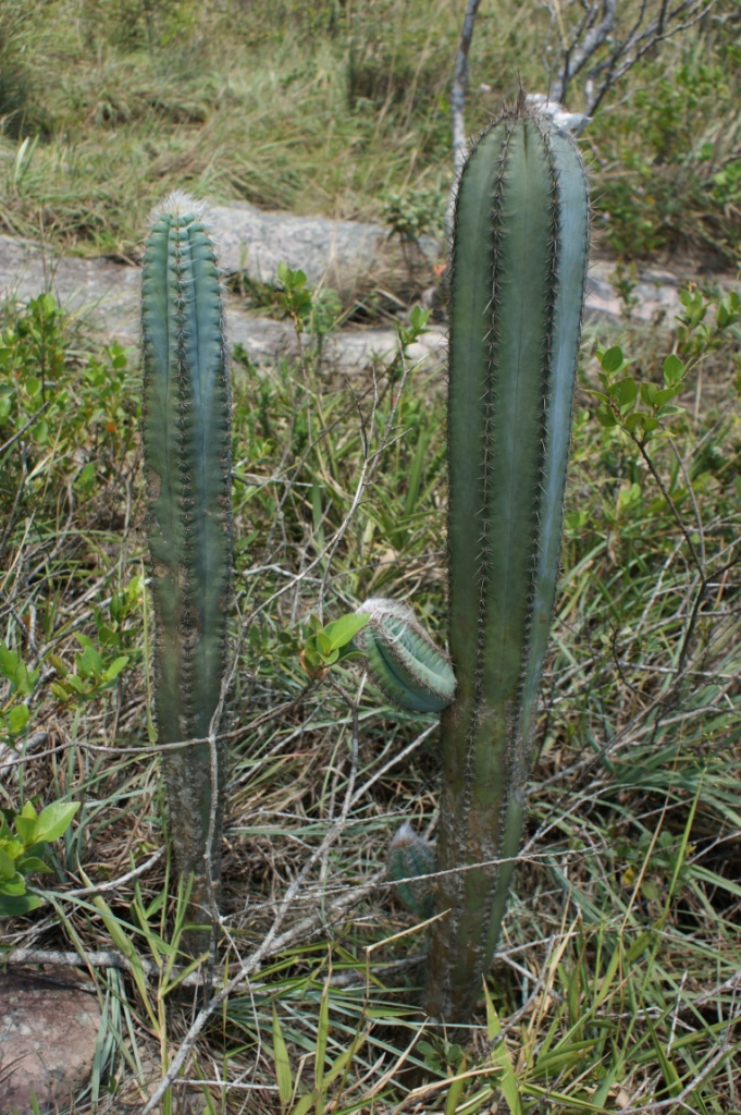 Pilosocereus pachycladus: Pilosocereus pachycladus F.Ritter - CACTACEAE - Chapada Diamantina. Parque Natural Municipal Morro do Pai Inácio - Palmeiras - Bahia - Brasil.
