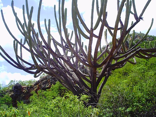 Pilosocereus pachycladus: Facheiro