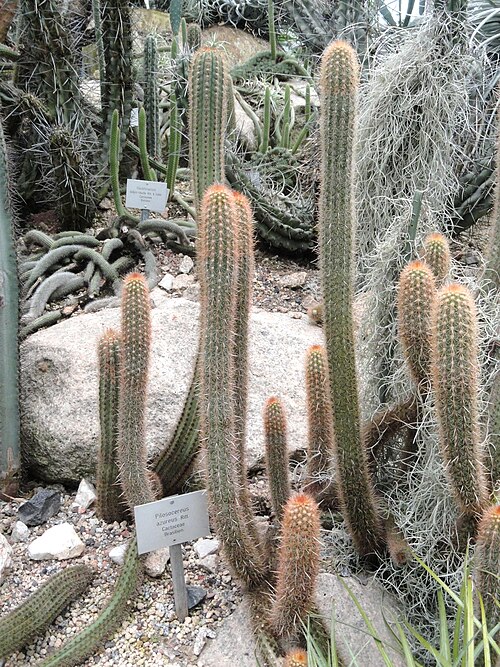 Pilosocereus pachycladus: Botanical specimen in the Palmengarten, Frankfurt am Main, Germany. Cereus group
