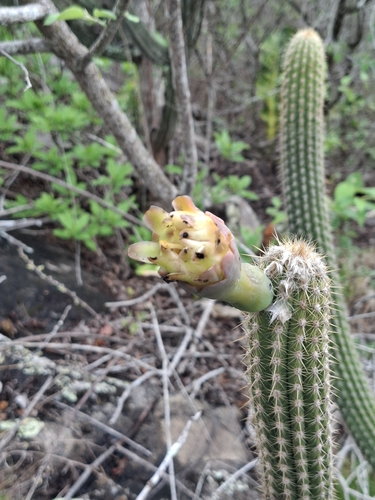 Pilosocereus pachycladus (Pilosocereus pachycladus)
