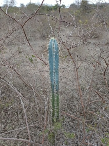 Pilosocereus pachycladus (Pilosocereus pachycladus)