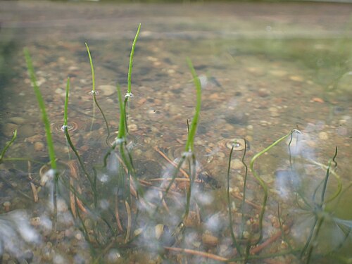 Pillwort: Pilularia globulifera in Wrocław University Botanical Garden