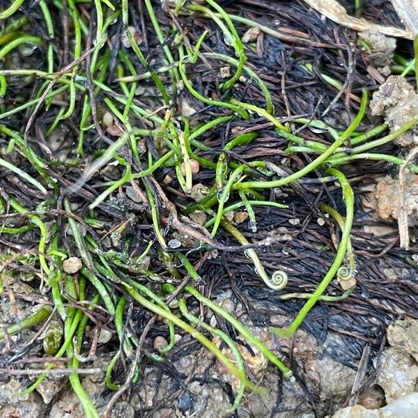 Pillwort (Pilularia globulifera)