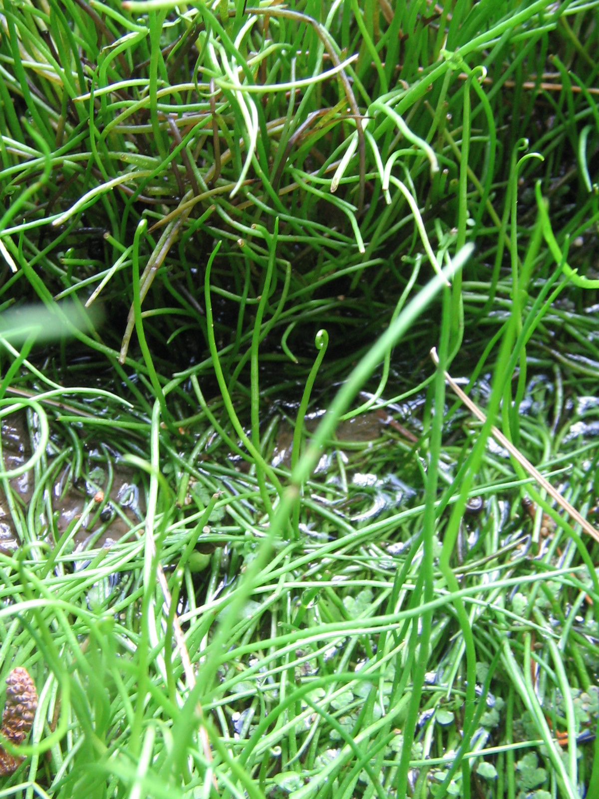 Pillwort: Gewöhnlicher Pillenfarn, Habitus.