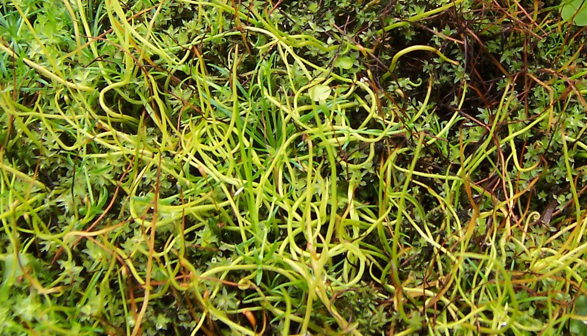 Pillwort: Pilularia globulifera (fern, center) and Phaeoceros