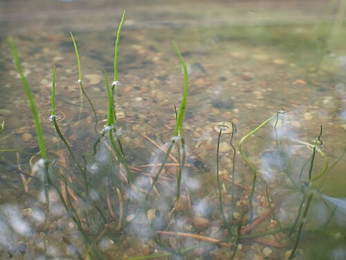 Pillwort: Pilularia globulifera in Wrocław University Botanical Garden