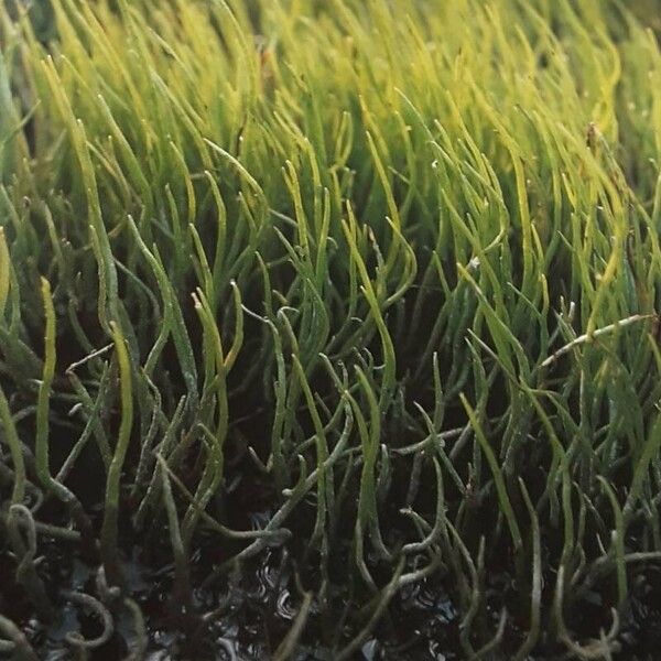 Pillwort (Pilularia globulifera)