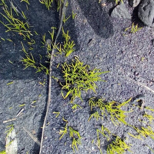 Pillwort (Pilularia globulifera)