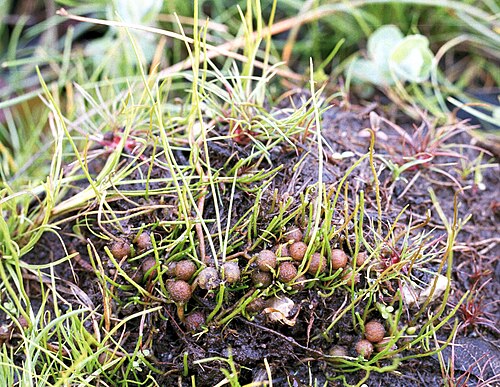 Pillwort: Hatchet Pond Hampshire