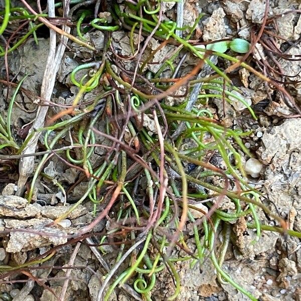 Pillwort (Pilularia globulifera)