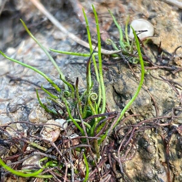 Pillwort (Pilularia globulifera)