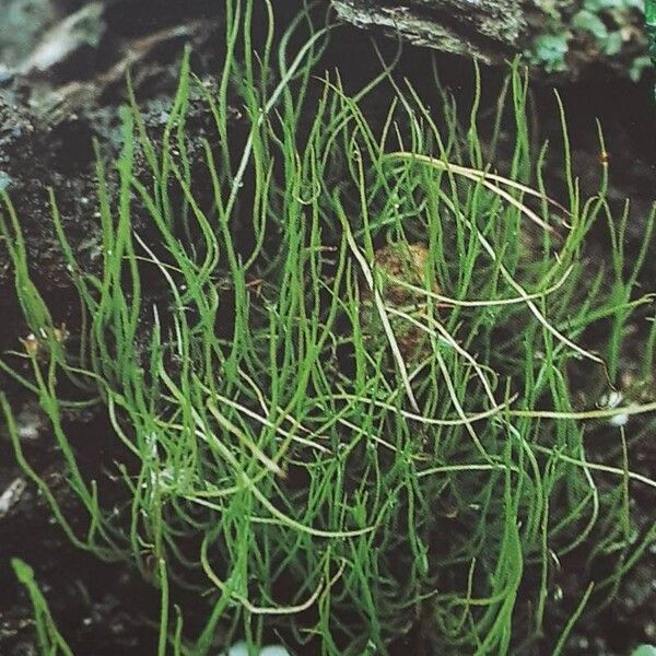 Pillwort (Pilularia globulifera)