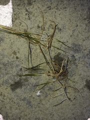 Pilularia novae-hollandiae (Pilularia novae-hollandiae)