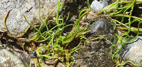 Pilularia novae-hollandiae (Pilularia novae-hollandiae)