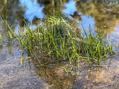 Pilularia novae-hollandiae (Pilularia novae-hollandiae)