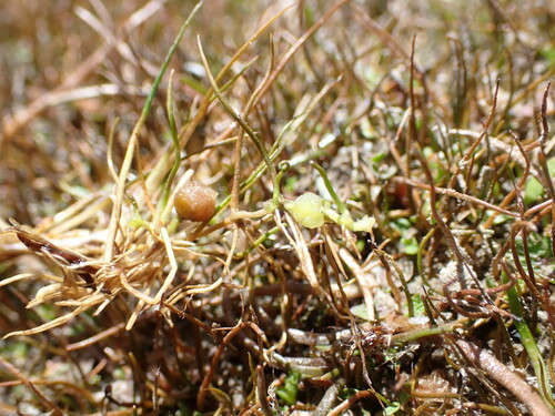 Pilularia novae-hollandiae (Pilularia novae-hollandiae)