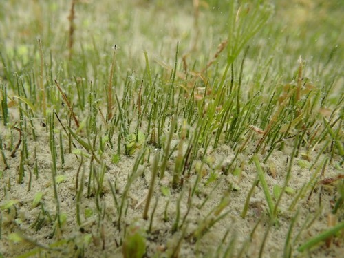 Pilularia novae-hollandiae (Pilularia novae-hollandiae)
