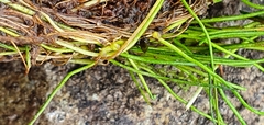 Pilularia novae-hollandiae (Pilularia novae-hollandiae)