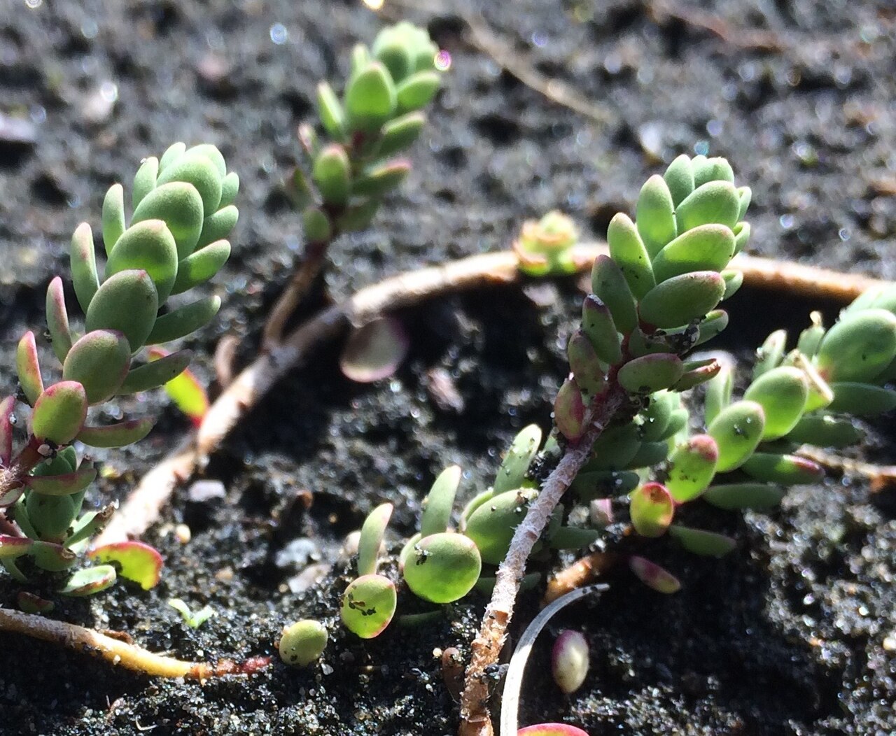 Dune swale daphne: Pimelea actea growing at Tapuarau Reserve, Waitotara
