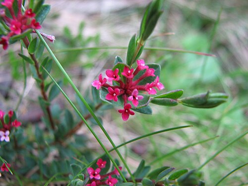 Pimelea alpina: Pimelea alpina Baw Baw National Park, Victoria, Australia