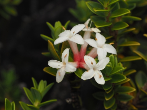 Pimelea buxifolia (Pimelea buxifolia)