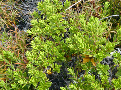 Pimelea buxifolia (Pimelea buxifolia)