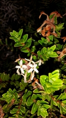 Pimelea buxifolia (Pimelea buxifolia)