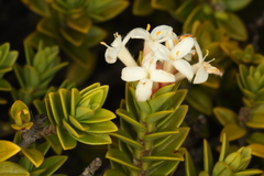 Pimelea buxifolia (Pimelea buxifolia)