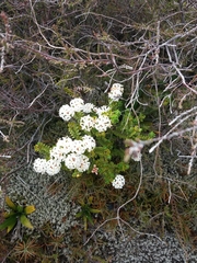 Pimelea buxifolia (Pimelea buxifolia)