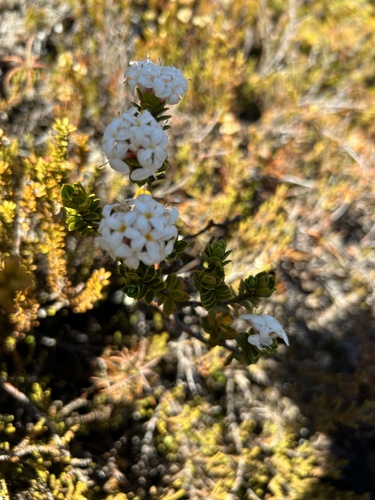 Pimelea buxifolia (Pimelea buxifolia)