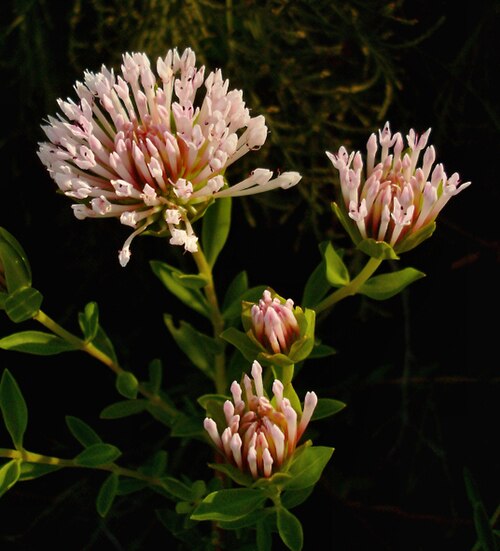 Pimelea calcicola: It's a Pimelea I think, in Limestone/sand near the coast, South of Perth, around Mandurah. Mystery Plant.