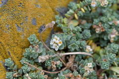 Pimelea carnosa (Pimelea carnosa)