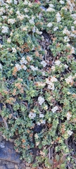Pimelea carnosa (Pimelea carnosa)