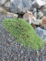Pimelea carnosa (Pimelea carnosa)