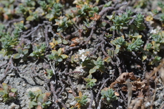 Pimelea carnosa (Pimelea carnosa)