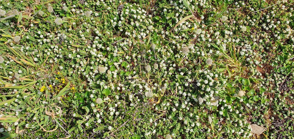Pimelea carnosa (Pimelea carnosa)