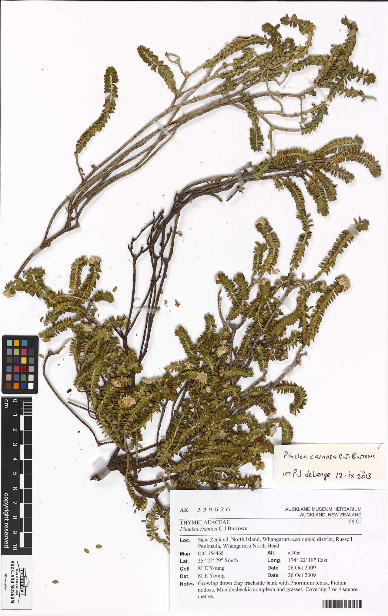 Pimelea carnosa (Pimelea carnosa)